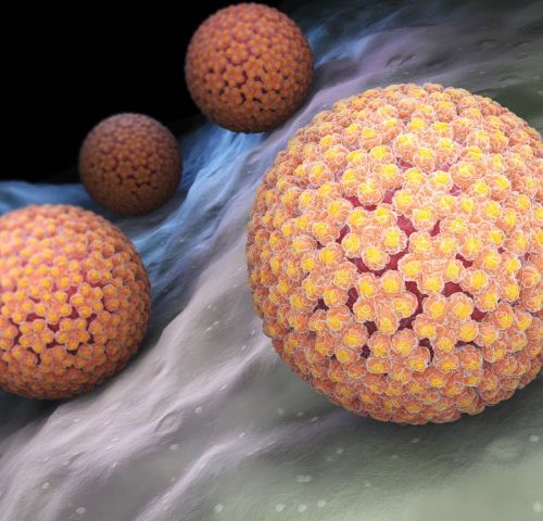 Papilloma virus