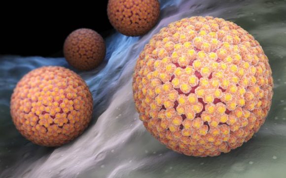 Papilloma virus